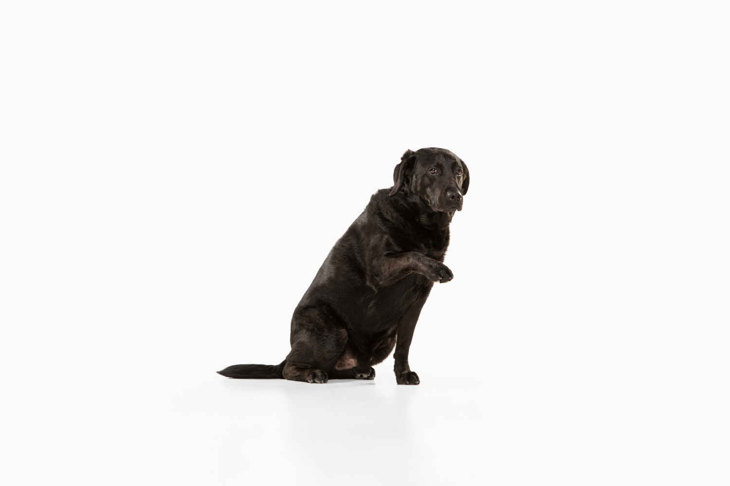 Labrador Retriever Training: Teaching Your Dog to Be Gentle and Patient with Toddlers